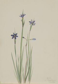 Blue-eyed-grass (Sisyrinchium angustifolium) by Mary Vaux Walcott