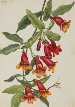 Crossvine (Anisostichus capreolatus) by Mary Vaux Walcott