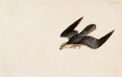 Eurasian Sparrowhawk Flying by Wilhelm von Wright