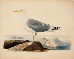 European Herring Gull by Ferdinand von Wright