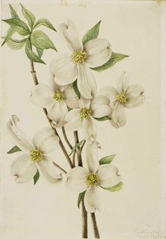 Flowering Dogwood (Cornus florida) by Mary Vaux Walcott