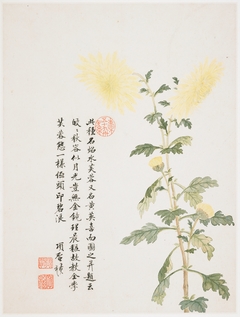 Hibiscus from a Flower Album of Ten Leaves by Xiang Shengmo