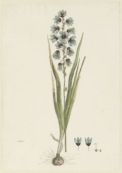 Ixia, met detailstudies van de bloeiwijze by Robert Jacob Gordon