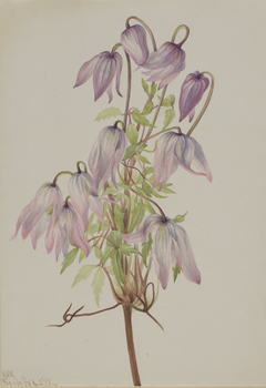 Jicarilla (Clematis pseudoalpina) by Mary Vaux Walcott