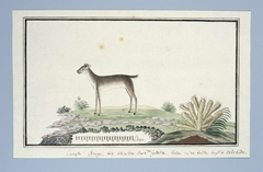 Kaapse blauwe duiker (Philantomba monticola) by Robert Jacob Gordon