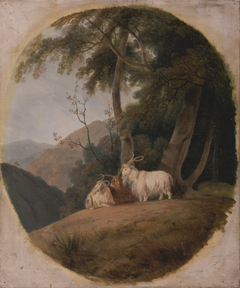 Kashmir Goat by William Daniell