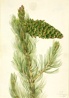 Limber Pine (Pinus flexilis) by Mary Vaux Walcott