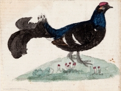 Male Black Grouse by Ferdinand von Wright