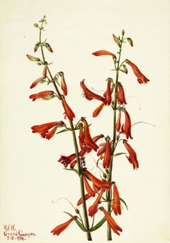 Pentstemon (Pentstemon barbatus) by Mary Vaux Walcott