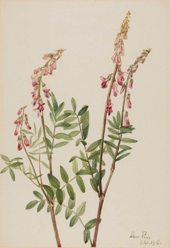 Pink Hedysarum (Hedysarum americanum) by Mary Vaux Walcott