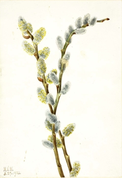 Pussy Willow (Salix discolor) by Mary Vaux Walcott