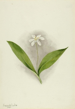 Queencup (Clintonia uniflora) by Mary Vaux Walcott