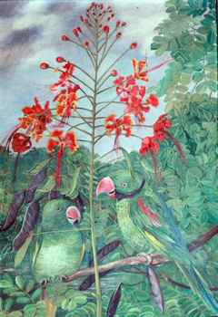 Seychelles Parakeets by Marianne North