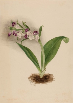 Showy Orchids (Orchis spectabilis) by Mary Vaux Walcott