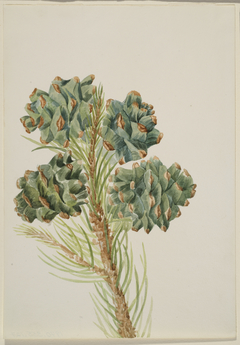 Single-Leaf Pine (Pinus monophylla) by Mary Vaux Walcott