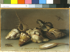 Stilleven met schelpen en herfststijloos by Balthasar van der Ast