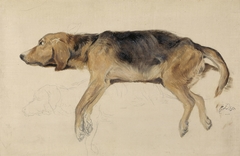 Study of a Dog Lying Down by Edwin Henry Landseer