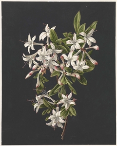 Tak van een azalea by M. de Gijselaar