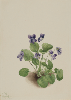 Butterfly Violet (Viola papilionacea) by Mary Vaux Walcott