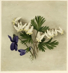 Dutchman's Breeches (Bikukulla cucullaria) by Mary Vaux Walcott