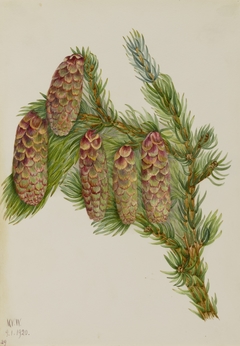Engelmann Spruce (Picea engelmanni) by Mary Vaux Walcott