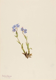 Forget-Me-Not (Myosotis alpestris) by Mary Vaux Walcott