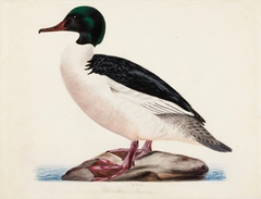 Goosander, Male by Magnus von Wright