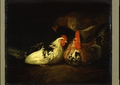 Haan met kippen by Jacob Gerritsz Cuyp