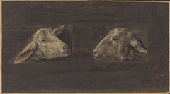 Heads of Sheep by Cornelis Saftleven