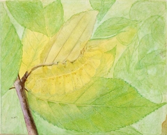 Lunar Caterpillar, study for book Concealing Coloration in the Animal Kingdom by Abbott Handerson Thayer