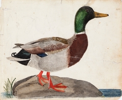 Male Mallard by Ferdinand von Wright