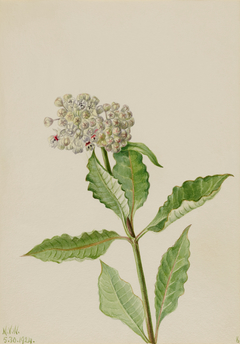 Milkweed (Ascelpias) by Mary Vaux Walcott