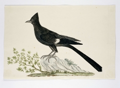 Nieuwjaarsvogel (Clamator jacobinus) by Robert Jacob Gordon