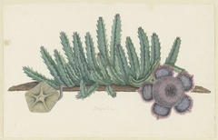 Stapelia hirsute by Robert Jacob Gordon