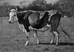 Study of a Cow by Emile van Marcke