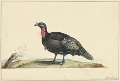 Vogel met zwarte veren en een rode krop, staande, naar links by Nicolaas Struyk