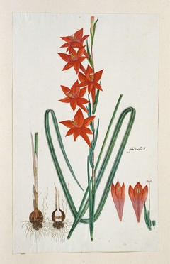 Watsonia hysterantha cf.; met detailstudies van de knol en bloeiwijze by Robert Jacob Gordon