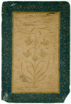 A lily plant with four blooms and two buds by Anonymous