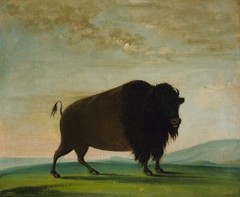 Buffalo Cow, Grazing on the Prairie by George Catlin