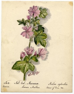 Common mallow (Malva sylvestris) - William Catto - ABDAG016281 by William Catto