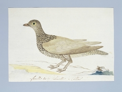 Dubbelbandige patrijs (Pterocles bicinctus); het hennetje by Robert Jacob Gordon