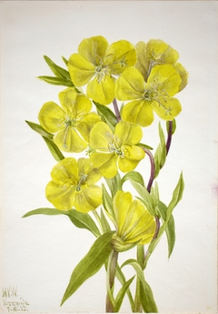 Evening Primrose (Oenothera) by Mary Vaux Walcott