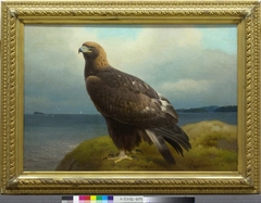 Golden Eagle by Ferdinand von Wright