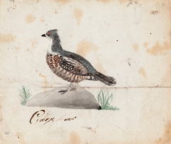 Hazel Grouse, Female by Ferdinand von Wright