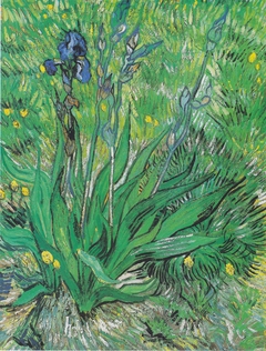 Iris by Vincent van Gogh