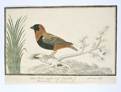 Kardinaalvink (Euplectes orix), op ware grootte by Robert Jacob Gordon