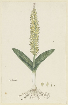 Lachenalia, met detailstudies van de bloeiwijze by Robert Jacob Gordon