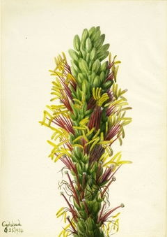 Lechuguilla (Agava lechuguilla) by Mary Vaux Walcott