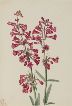 Parry's Penstemon (Penstemon parryi) by Mary Vaux Walcott