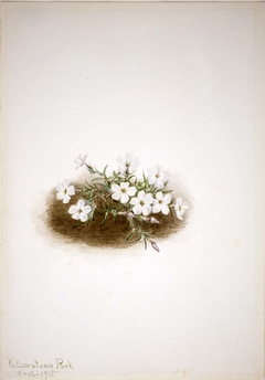 Phlox by Mary Vaux Walcott